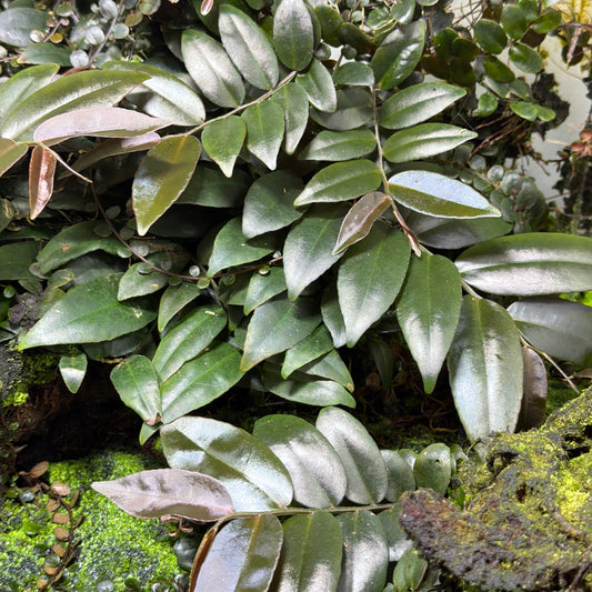 Marcgravia sp. 'Azreal'