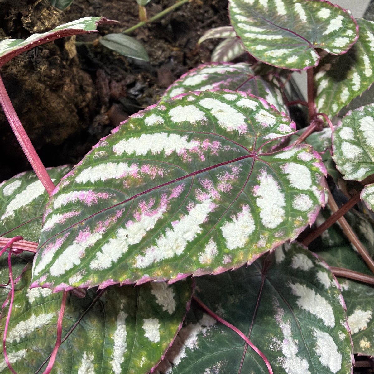 Cissus discolor (3-Pack)