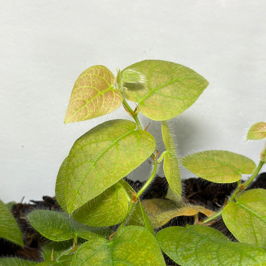 Ficus sp. 'South Sumatra' (2-Pack)