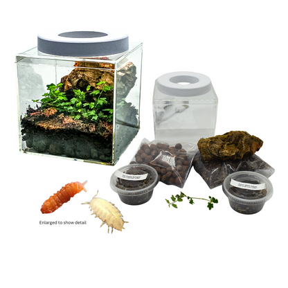 Kit de inicio de terrario diminuto con todo incluido: ecosistema bioactivo completo de 5 x 5 pulgadas para decoración del hogar y la oficina 