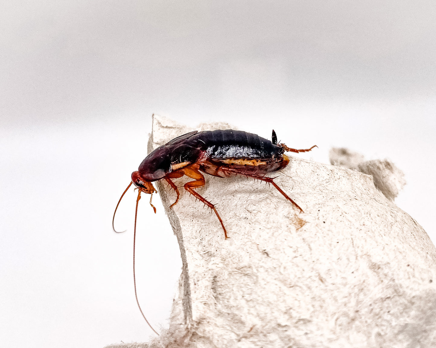 Large 1 Inch Male Turkish Red Runners | Live Feeder Roaches for Reptiles & Amphibians | MiceDirect