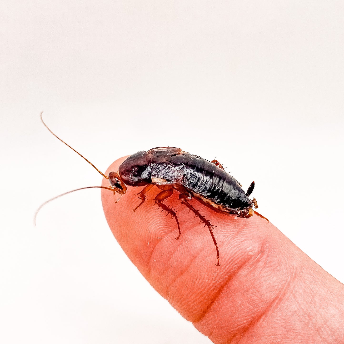 1 Inch Large Adult Female Turkish Red Runners | Live Feeder Roaches | MiceDirect