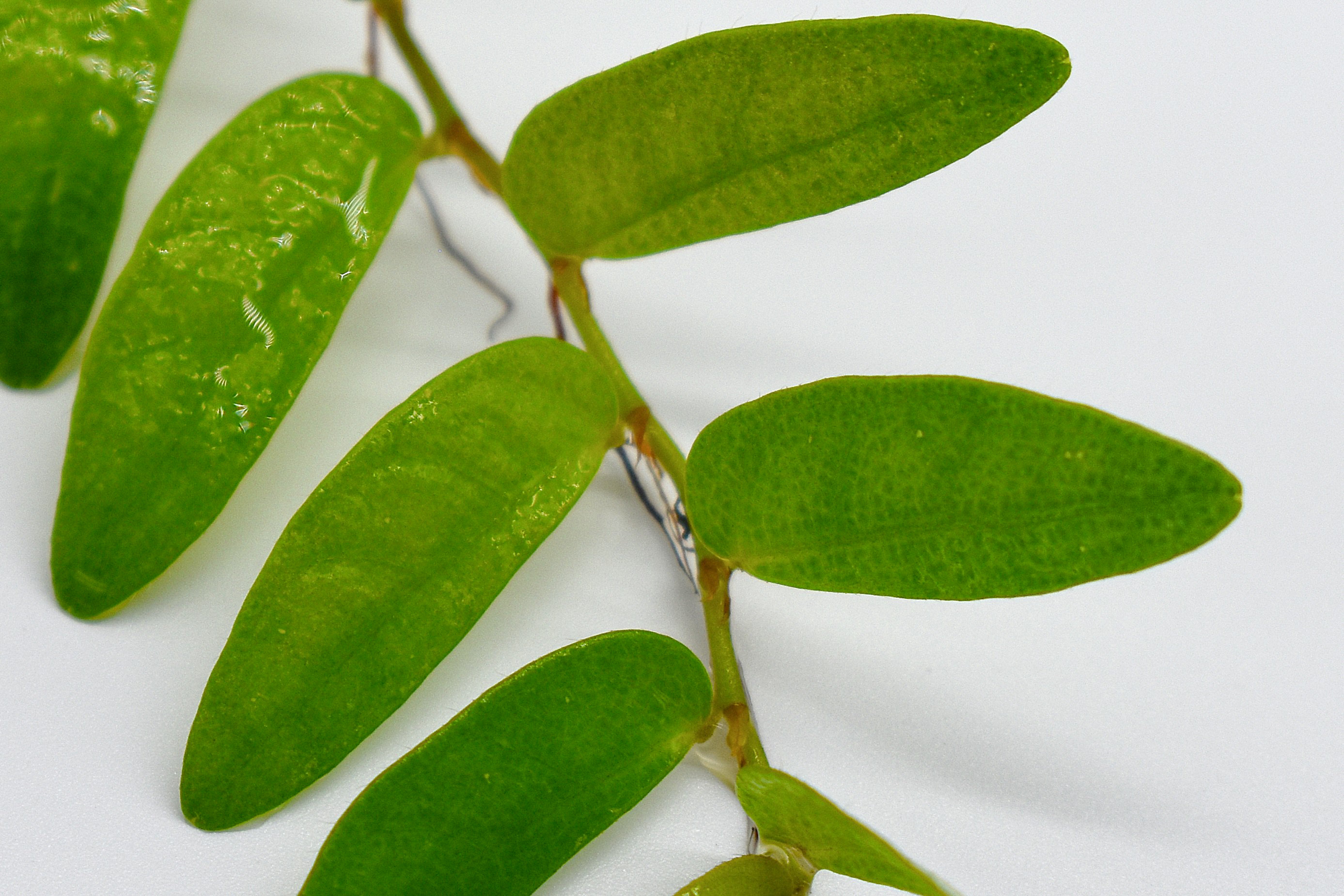 Mice Direct Ficus Panama