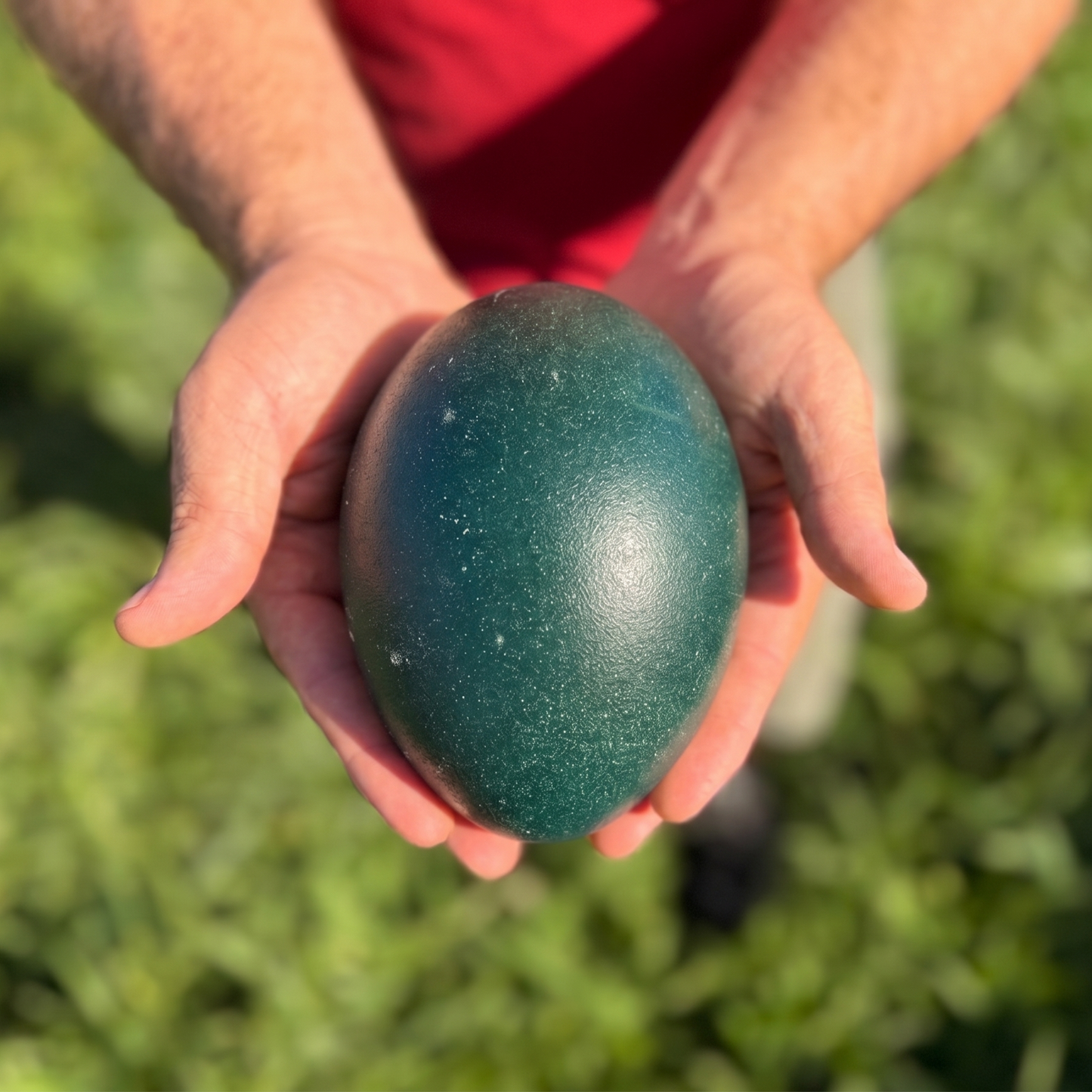 Fertilized Emu Hatching Eggs