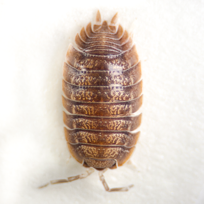 Porcellio dilatatus 'Giant Canyon'