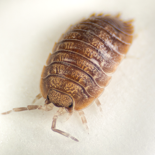 Porcellio dilatatus 'Giant Canyon'