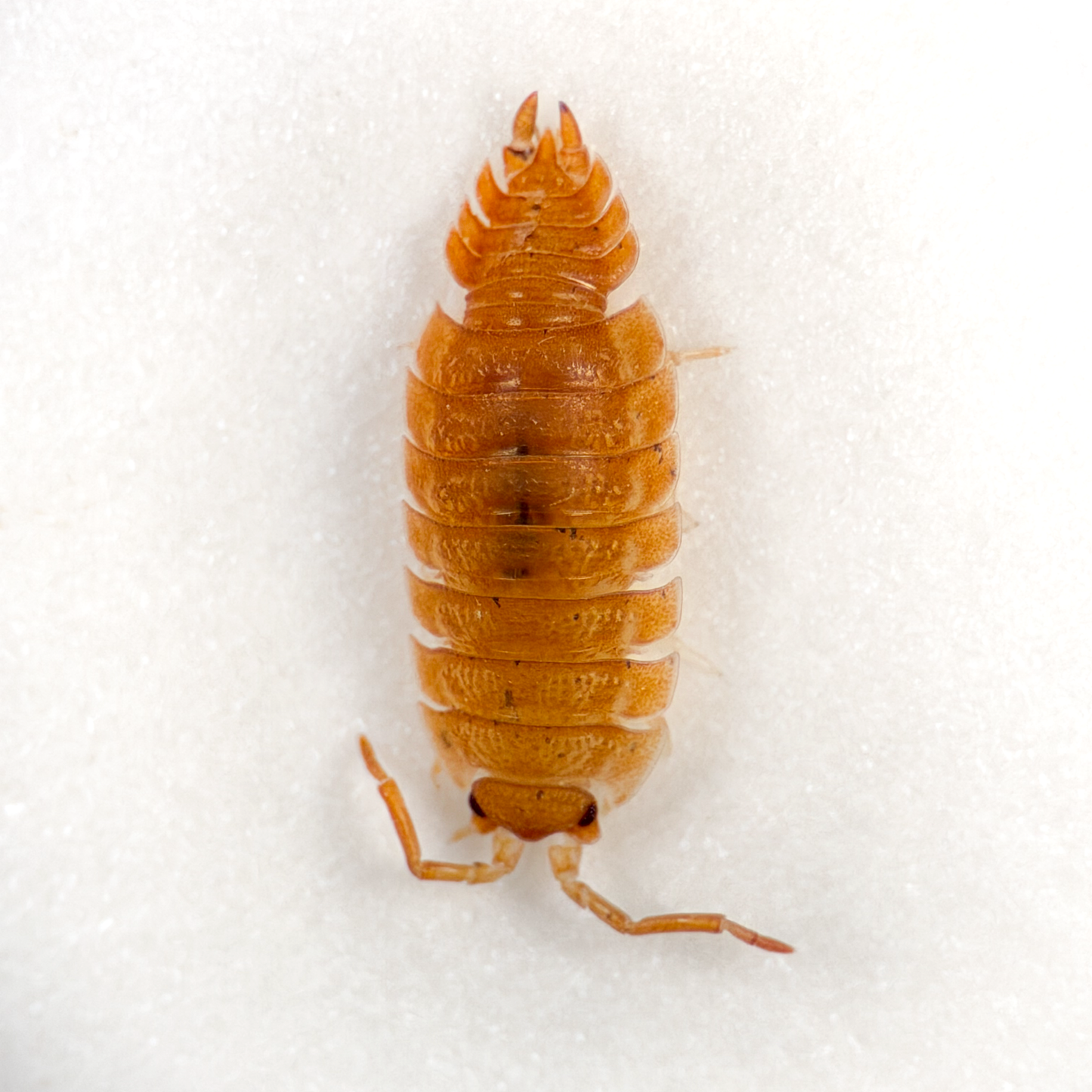 Porcellio scaber 'Giant Orange'