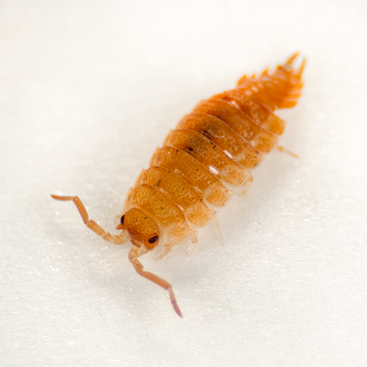 Porcellio scaber 'Giant Orange'
