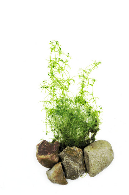 孔雀草 | Najas Guadalupensis | 活体淡水水族馆植物