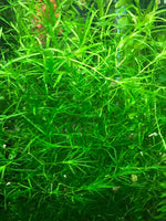 Guppy Grass | Najas Guadalupensis | Live Freshwater Aquarium Plant
