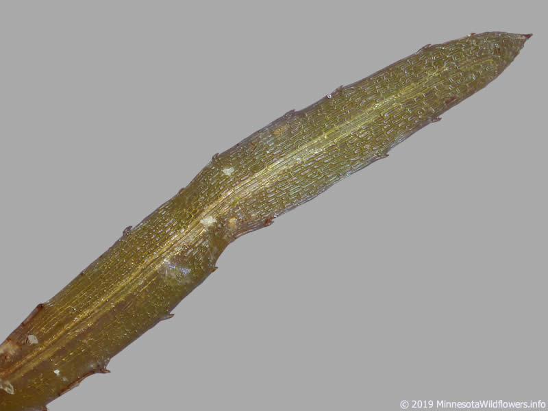 孔雀草 | Najas Guadalupensis | 活体淡水水族馆植物