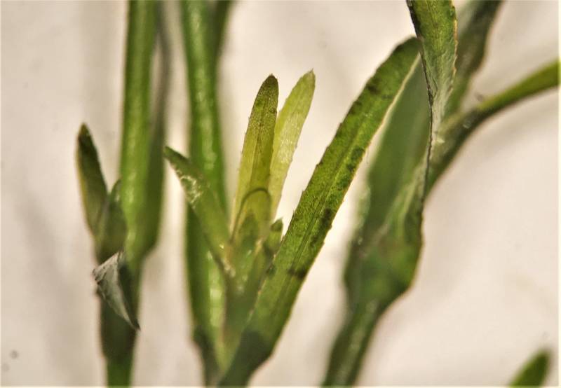 孔雀草 | Najas Guadalupensis | 活体淡水水族馆植物