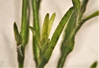 孔雀草 | Najas Guadalupensis | 活体淡水水族馆植物