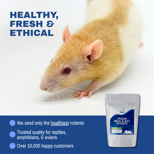Rat Jumbos & Colossals