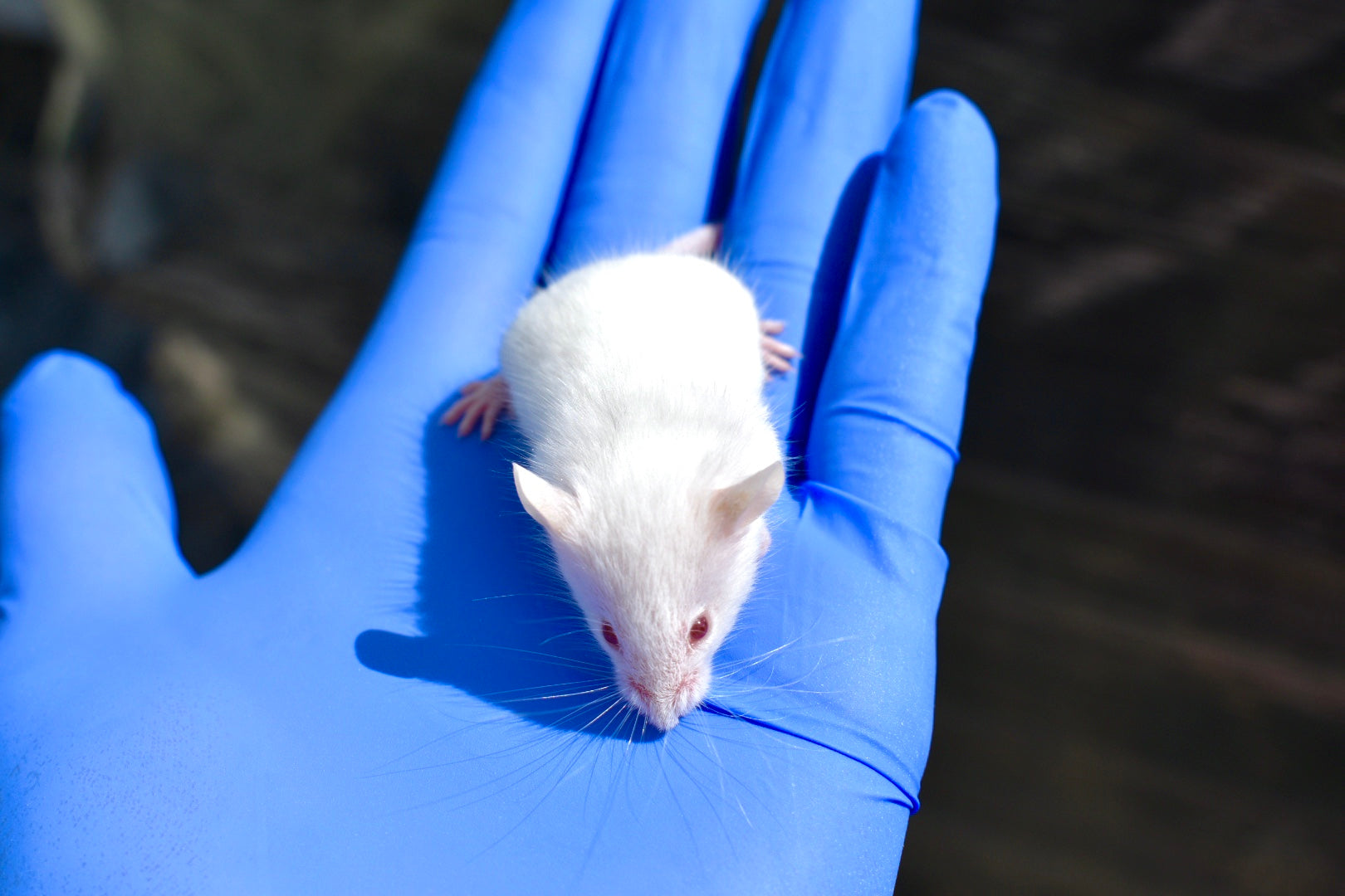 Hopper mice as pets shops