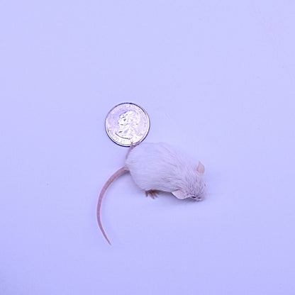 Discounted B-Grade Hopper Mice