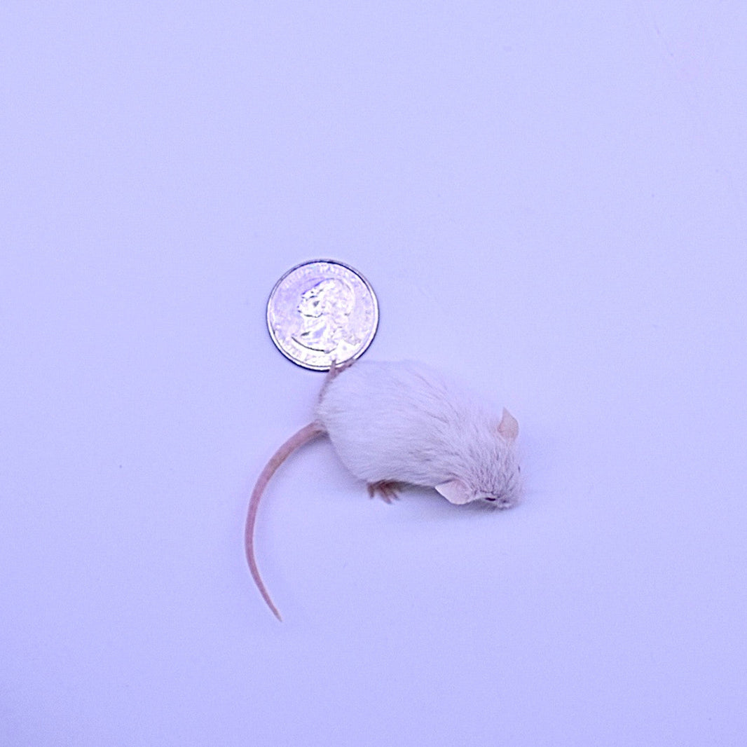 Frozan Mice Premium Frozen Feeder Mice | Frozen Snake & Reptile Food | MiceDirect