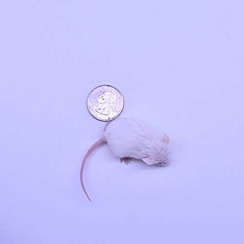 Mice Hoppers