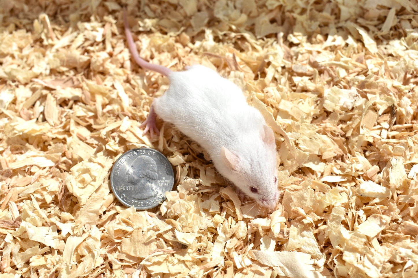 Premium Hopper Mice | Frozen Snake Food for Reptiles | MiceDirect