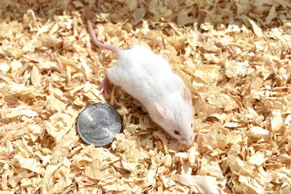 Premium Hopper Mice | Frozen Snake Food for Reptiles | MiceDirect