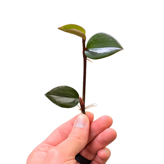 Philodendron pierrelianum 'Darkside'