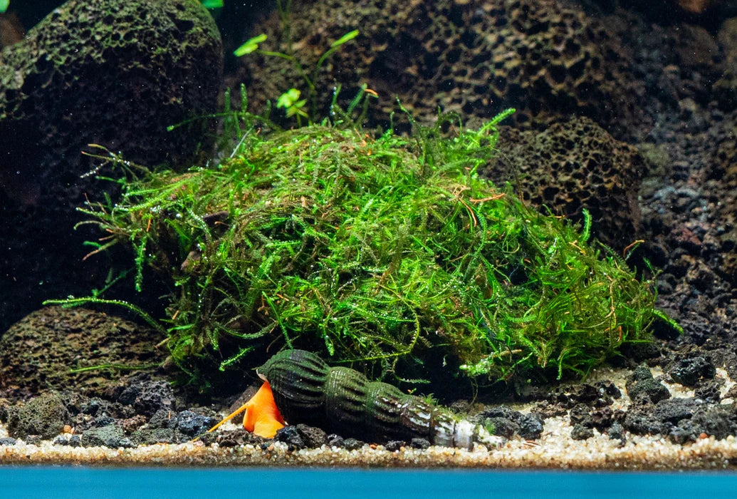 Java Moss
