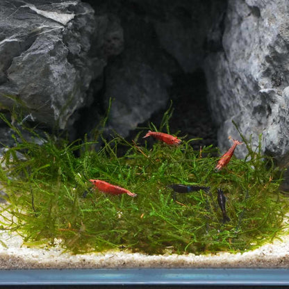 Java Moss