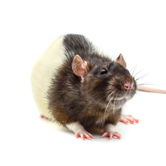 Rat Jumbos