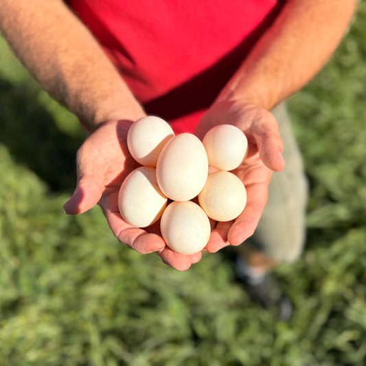 Fertilized Khaki Campbell Duck Hatching Eggs