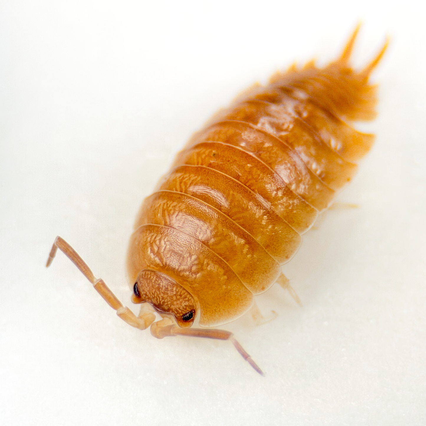 Porcellio laevis 'Orange'