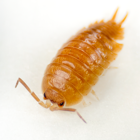 Porcellio laevis 'Orange'