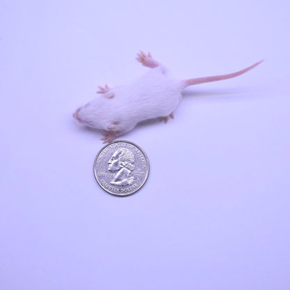 Discounted B-Grade Fuzzie Mice