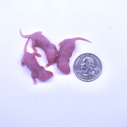 Pinkie Mice Frozen Snake Food