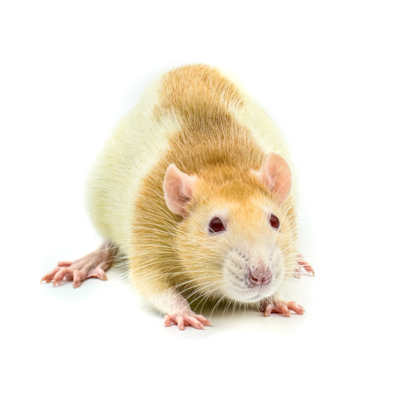 Rat Larges