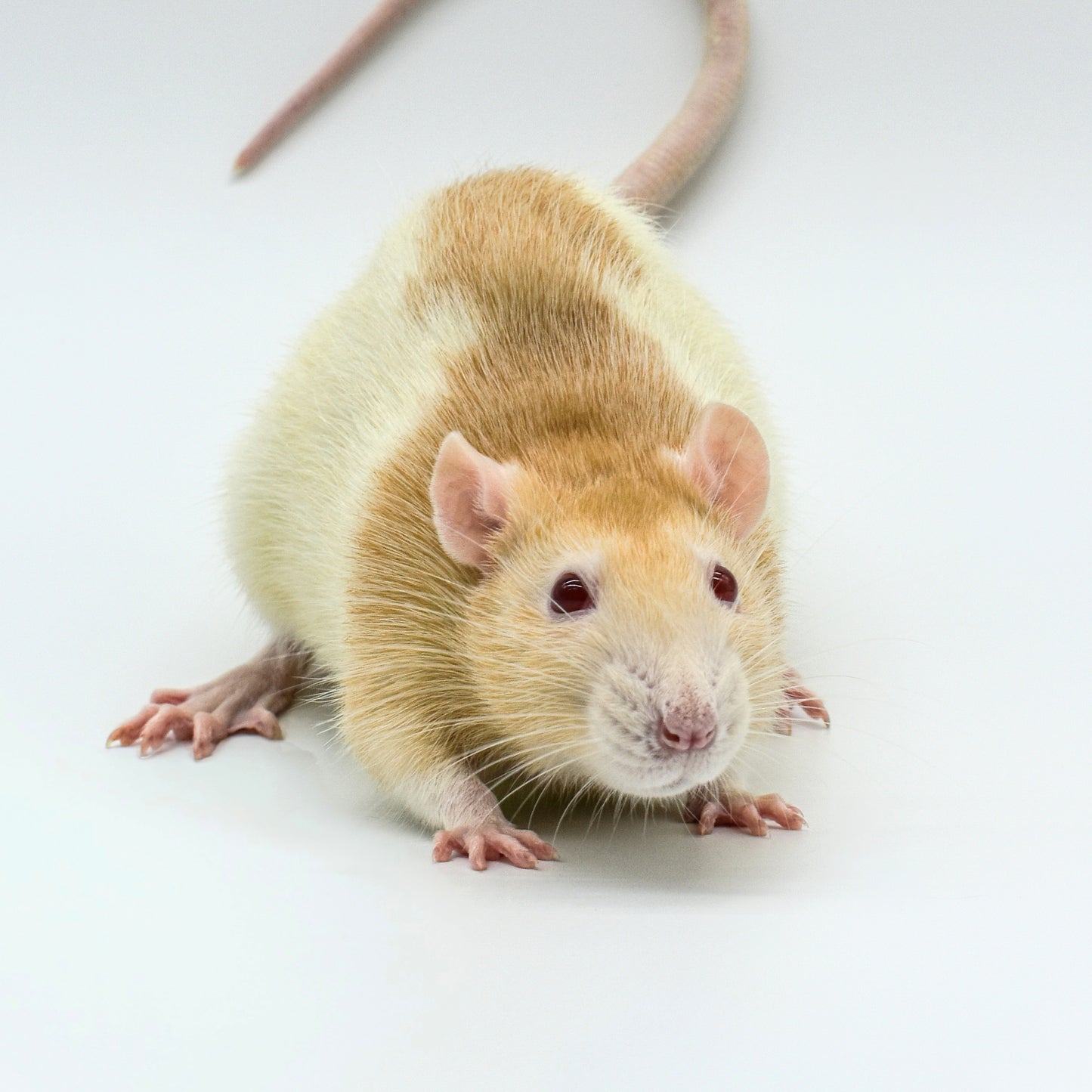 Ratas grandes congeladas de primera calidad: frescas, saludables y humanas - MiceDirect