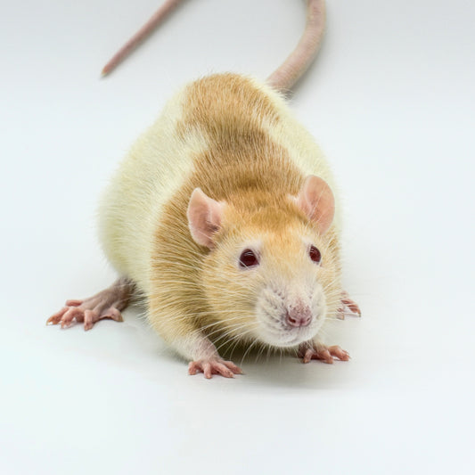 Rat Larges