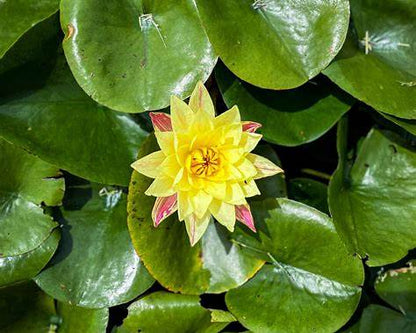 Nymphaea 'Lava Walk' Hardy Water Lily Rhizome | Winter-Hardy Live Pond Plant | MiceDirect