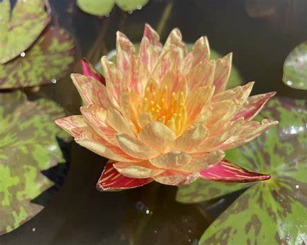 Nymphaea 'Lava Walk' Hardy Water Lily Rhizome | Winter-Hardy Live Pond Plant | MiceDirect