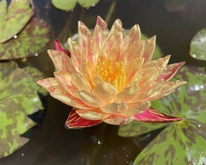 Nymphaea 'Lava Walk' Hardy Water Lily Rhizome | Winter-Hardy Live Pond Plant | MiceDirect