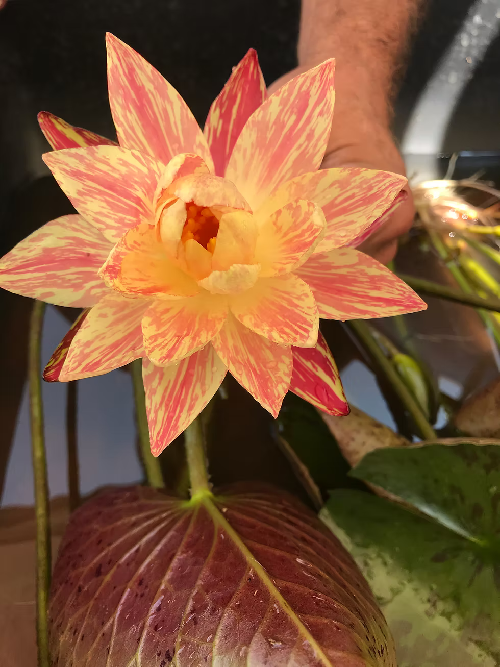 Nymphaea 'Lava Walk' Hardy Water Lily Rhizome | Winter-Hardy Live Pond Plant | MiceDirect