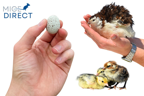 Premium Frozen One Day Old Coturnix Quail | Snake, Reptile & Bird of Prey Food | MiceDirect