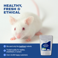 Mice Large Adults