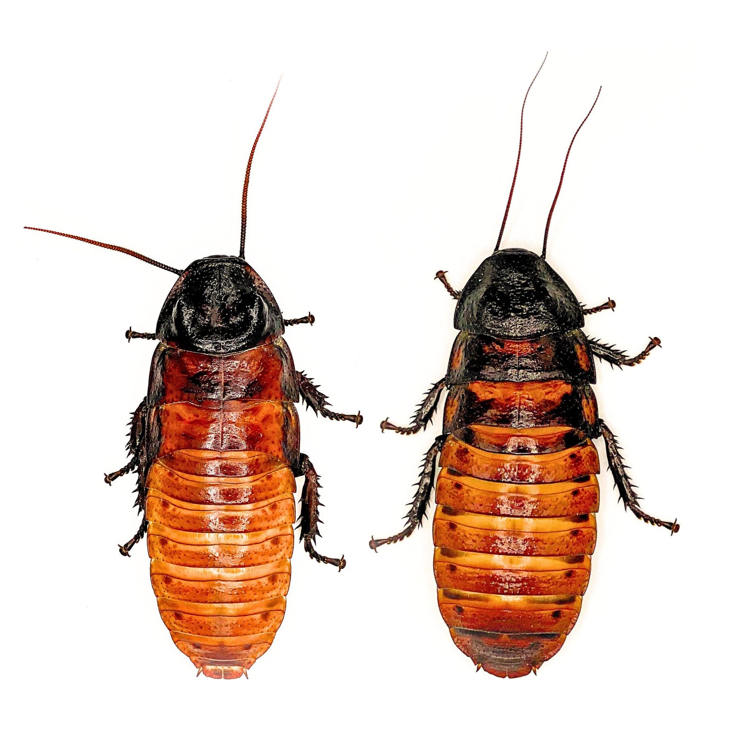 Breeding Madagascar Hissing Roaches