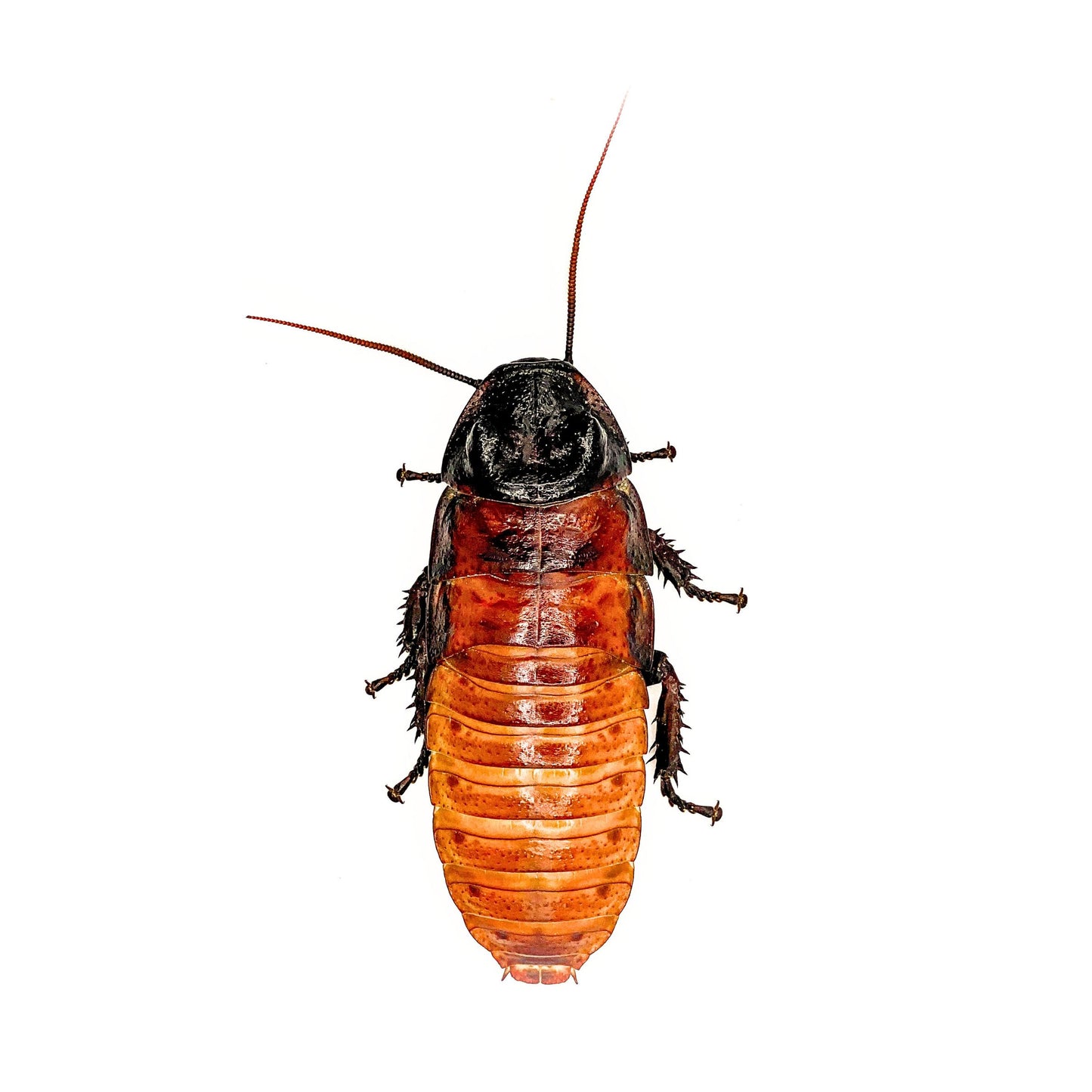 Male Madagascar Hissing Roaches