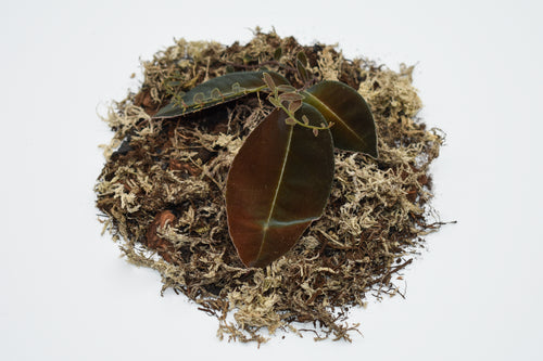 Marcgravia sp. 'El Coca'