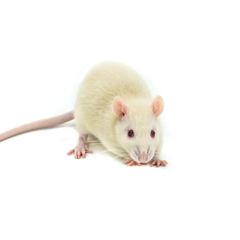 Rat Mediums