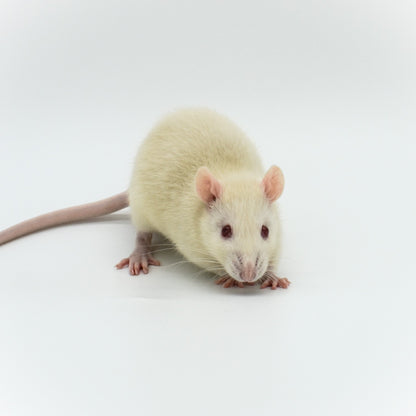 Medios premium congelados para ratas: frescos, saludables y humanos - MiceDirect