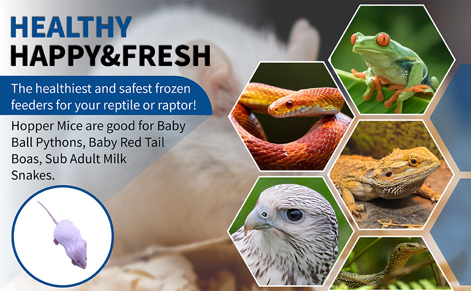 Premium Frozen Hopper Mice for Snakes & Reptiles Fresh, Humane, Fast
