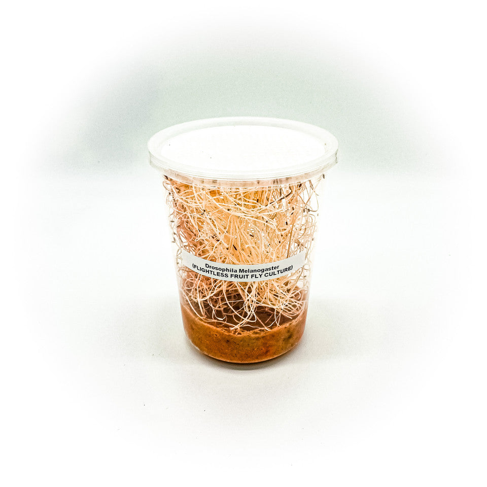 MiceDirect: Nutrient-Rich Drosophila Melanogaster Fruit Flies for Reptiles