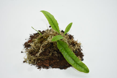 Microgramma nitida (2-Pack)